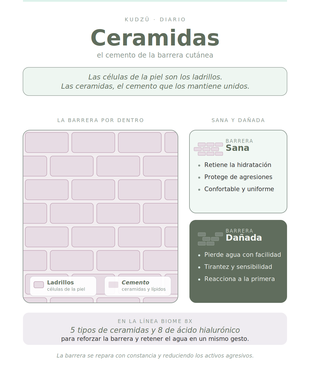 Ceramidas: para qué sirven y por qué tu piel las necesita - KUDZŪ