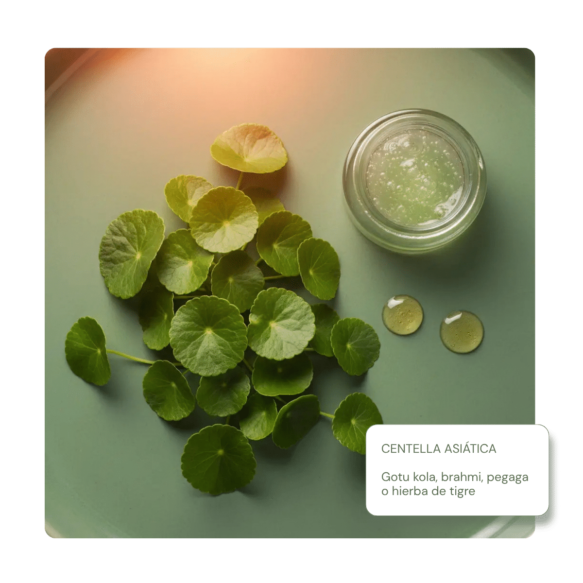 Centella Asiática - KUDZŪ Cosmetics
